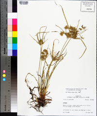 Cyperus croceus image