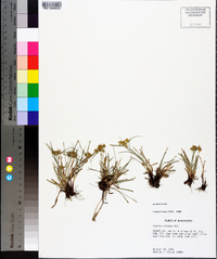 Cyperus croceus image