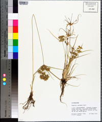 Cyperus croceus image