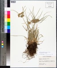 Cyperus croceus image