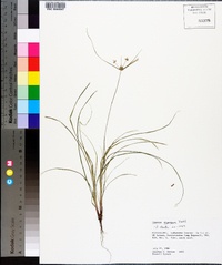 Cyperus croceus image