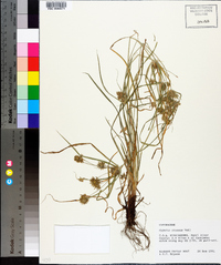 Cyperus croceus image