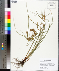 Cyperus croceus image