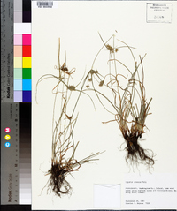 Cyperus croceus image