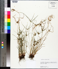 Cyperus croceus image