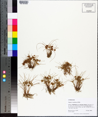 Cyperus cuspidatus image