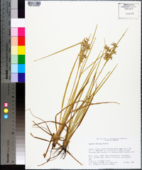 Cyperus dentatus image