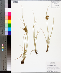 Cyperus dentatus image