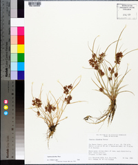 Cyperus diandrus image