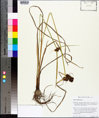 Cyperus difformis image