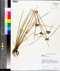 Cyperus difformis image