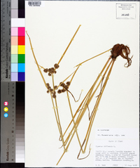 Cyperus difformis image