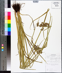 Cyperus difformis image