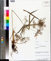 Cyperus distans image