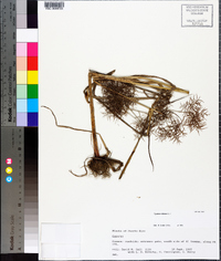 Cyperus distans image