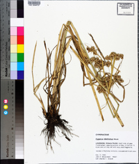 Cyperus distinctus image