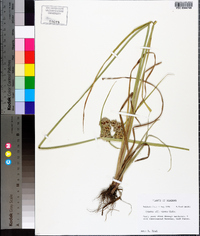 Cyperus virens image