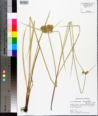 Cyperus drummondii image