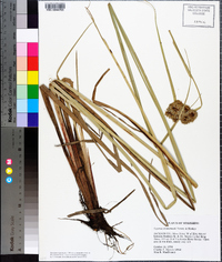 Cyperus drummondii image