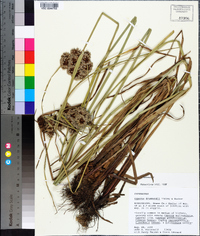 Cyperus drummondii image