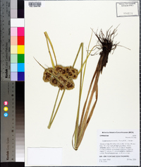 Cyperus drummondii image