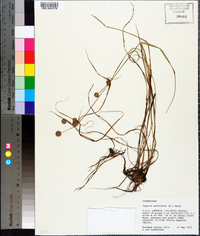 Cyperus echinatus image