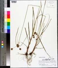 Cyperus echinatus image