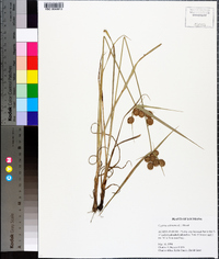 Cyperus echinatus image