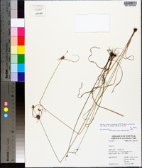 Cyperus echinatus image