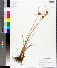 Cyperus echinatus image