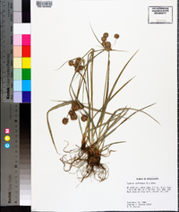 Cyperus echinatus image