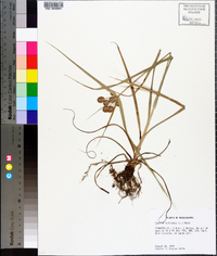 Cyperus echinatus image