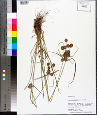 Cyperus echinatus image