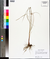 Cyperus echinatus image