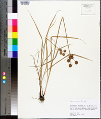 Cyperus echinatus image