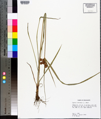 Cyperus echinatus image