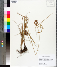 Cyperus echinatus image