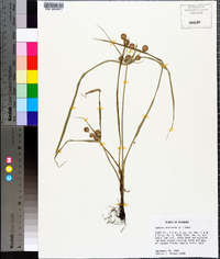 Cyperus echinatus image