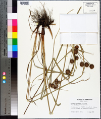 Cyperus echinatus image