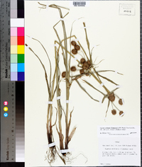 Cyperus echinatus image