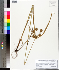 Cyperus echinatus image