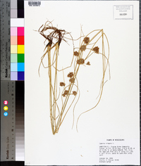 Cyperus elegans image