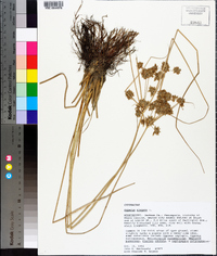 Cyperus elegans image