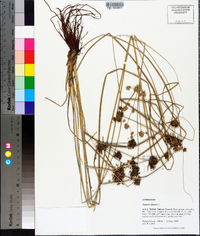 Cyperus elegans image