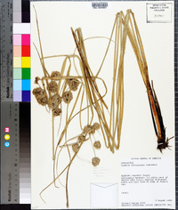 Cyperus entrerianus image