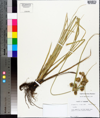 Cyperus entrerianus image