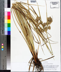 Cyperus entrerianus image