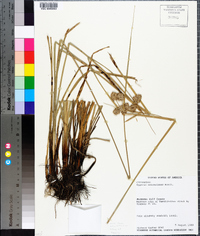 Cyperus entrerianus image