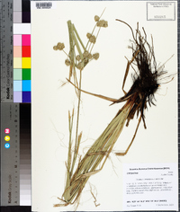 Cyperus entrerianus image