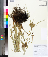 Cyperus entrerianus image